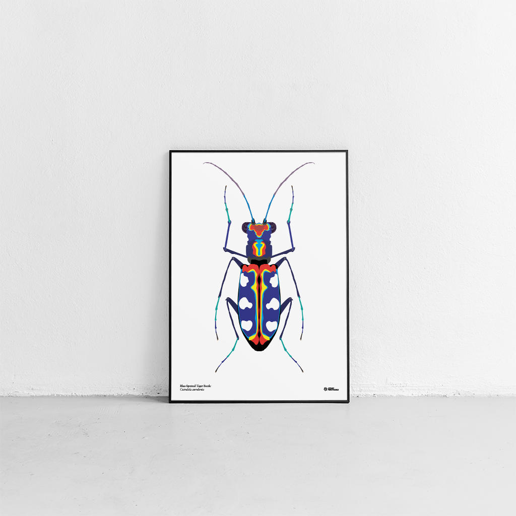 Blue spotted tiger beetle print
