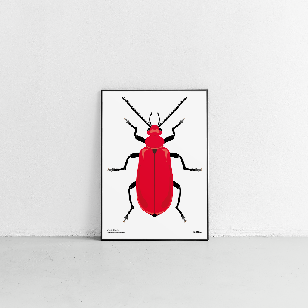 Cardinal beetle print