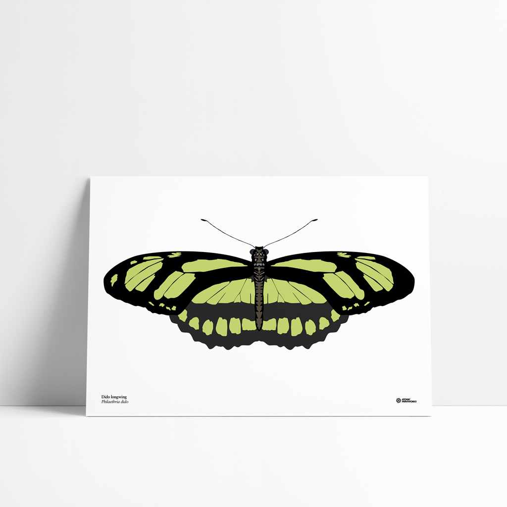 Dido longwing butterfly print