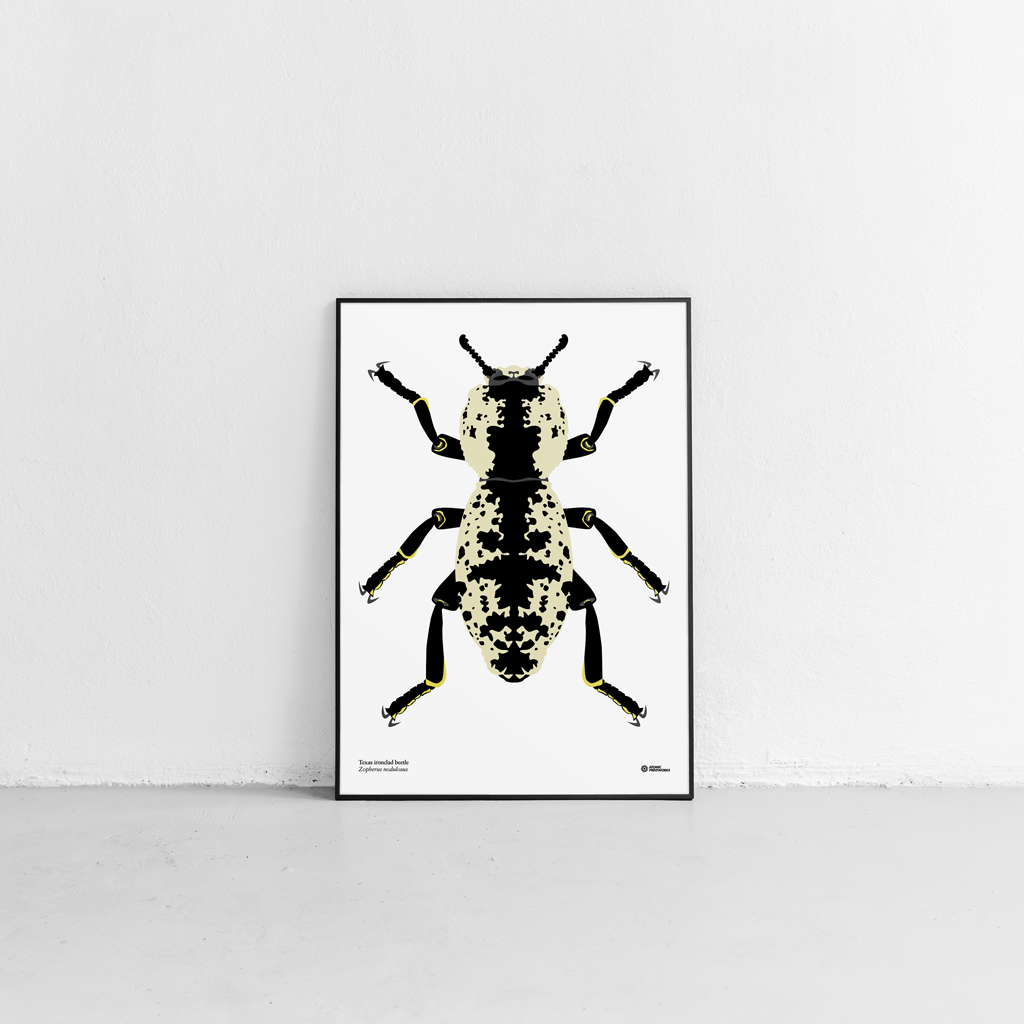 Texas ironclad beetle print