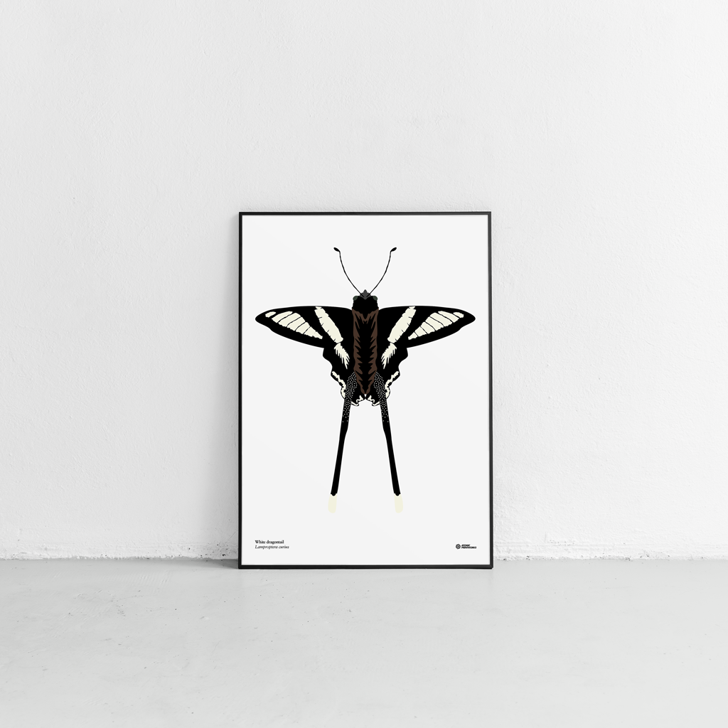 White dragontail butterfly print