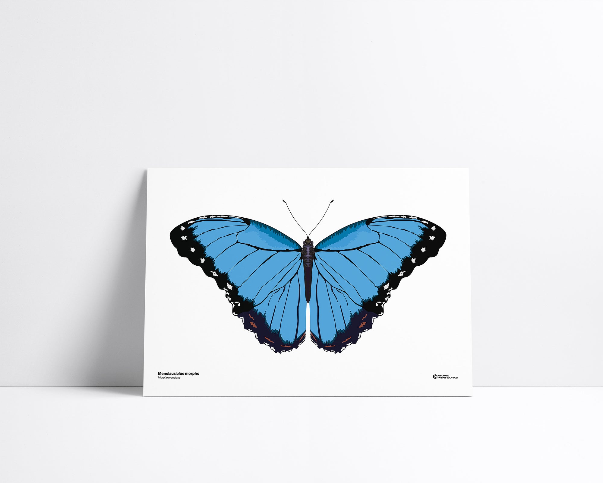 Blue Morpho
