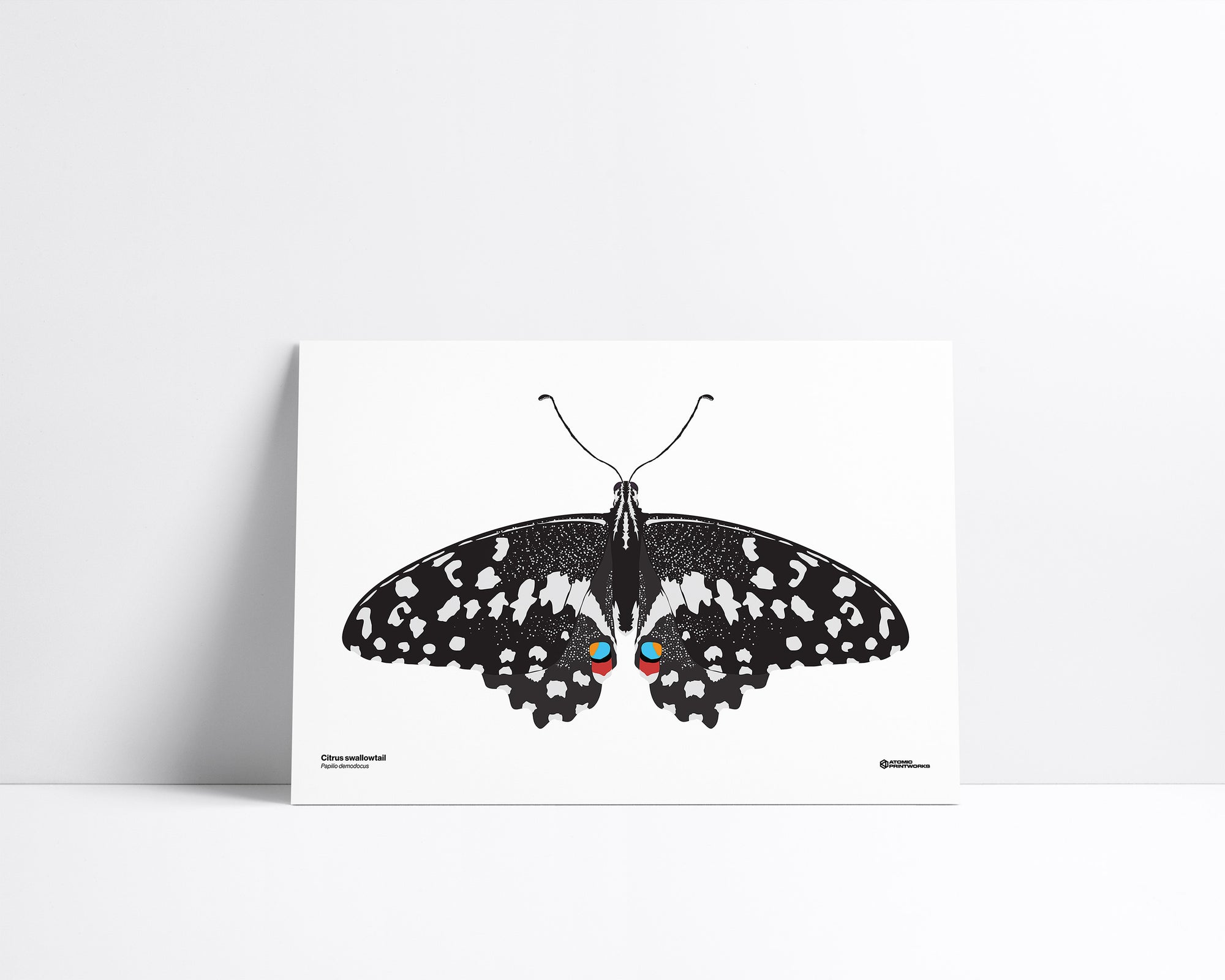 Citrus Swallowtail