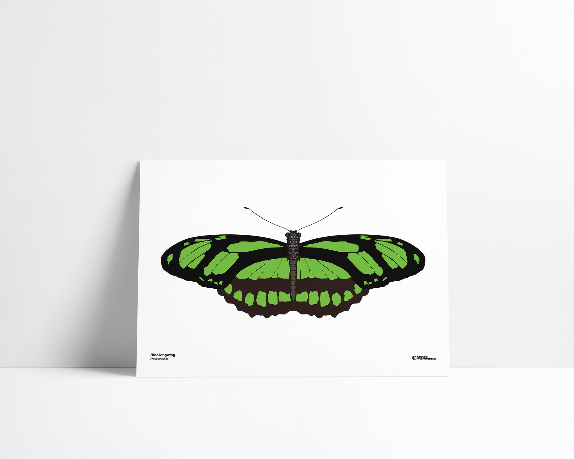 Dido Longwing