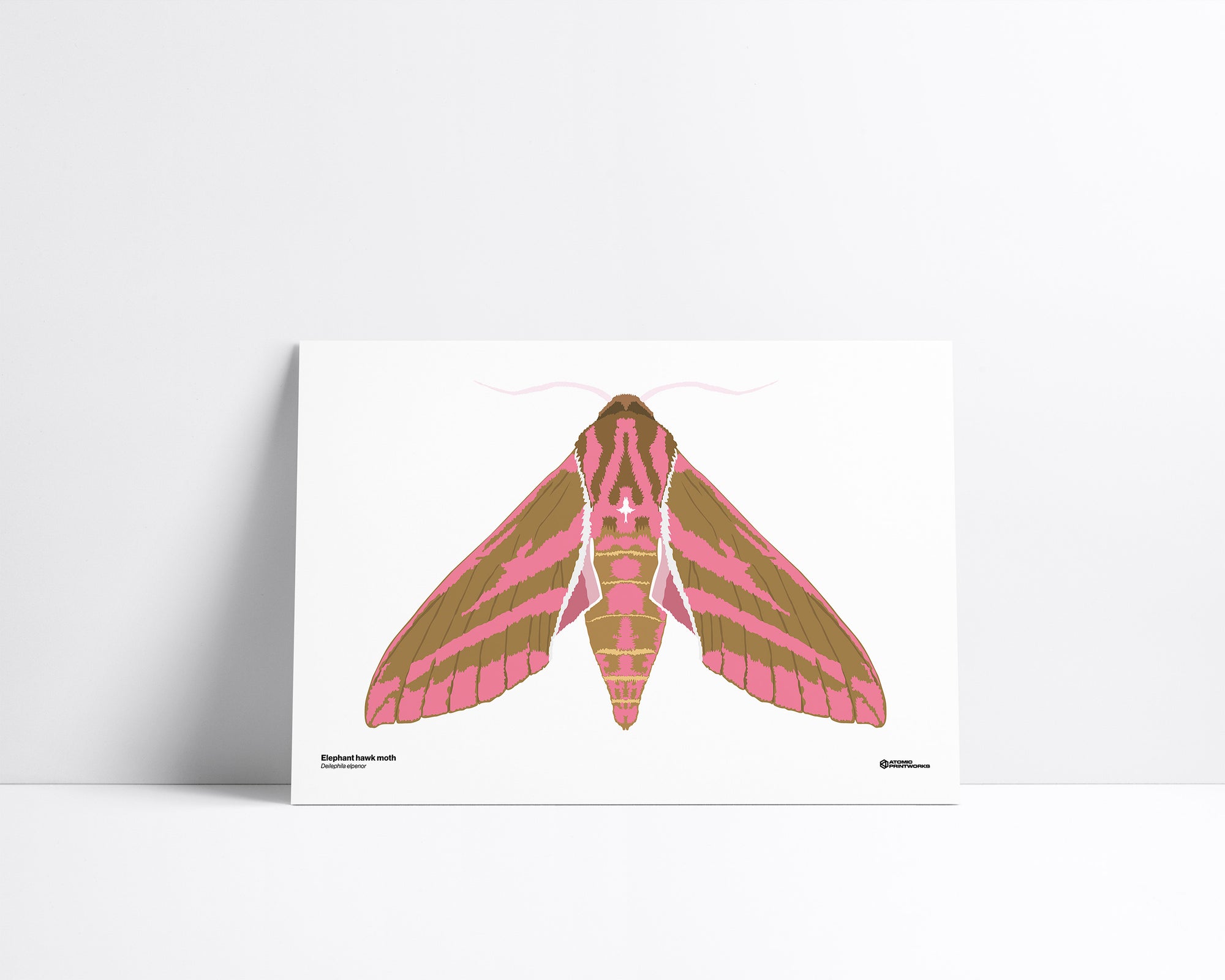 Elephant Hawk Moth