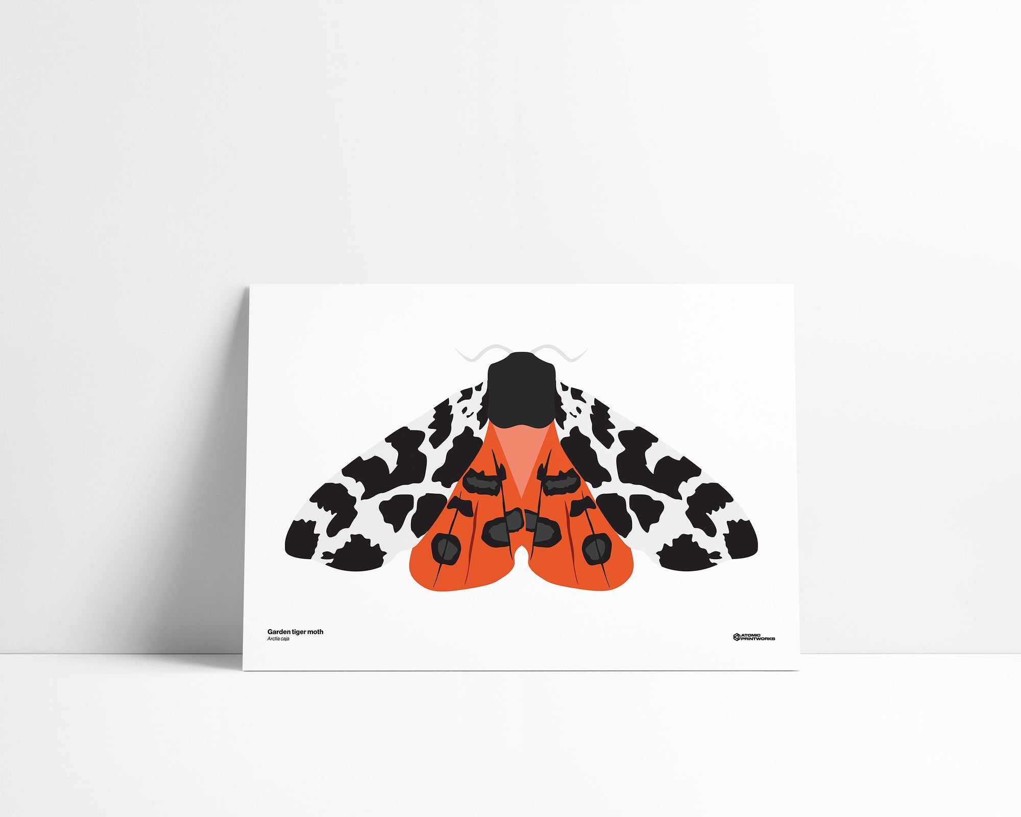 Garden Tiger Moth