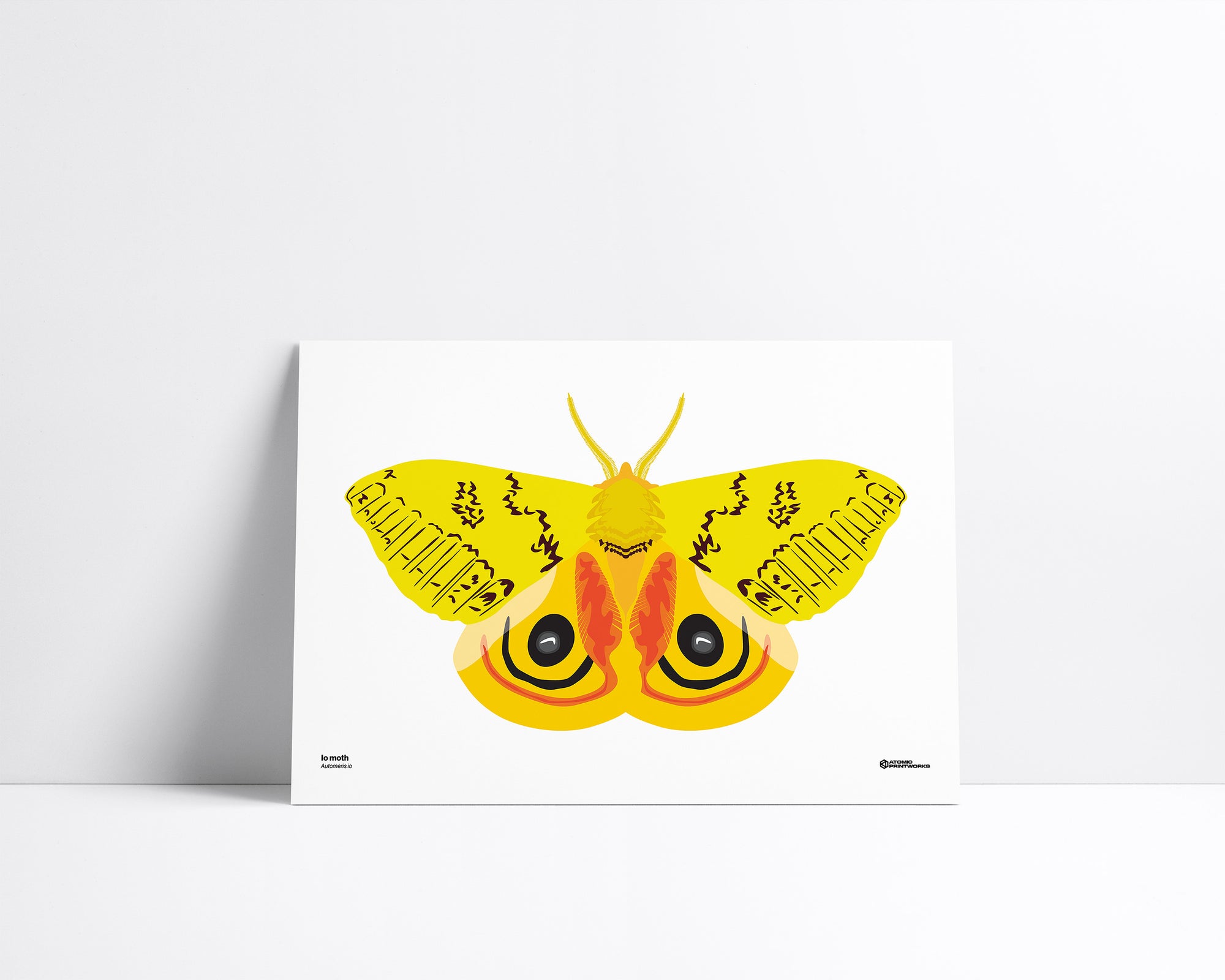Io Moth