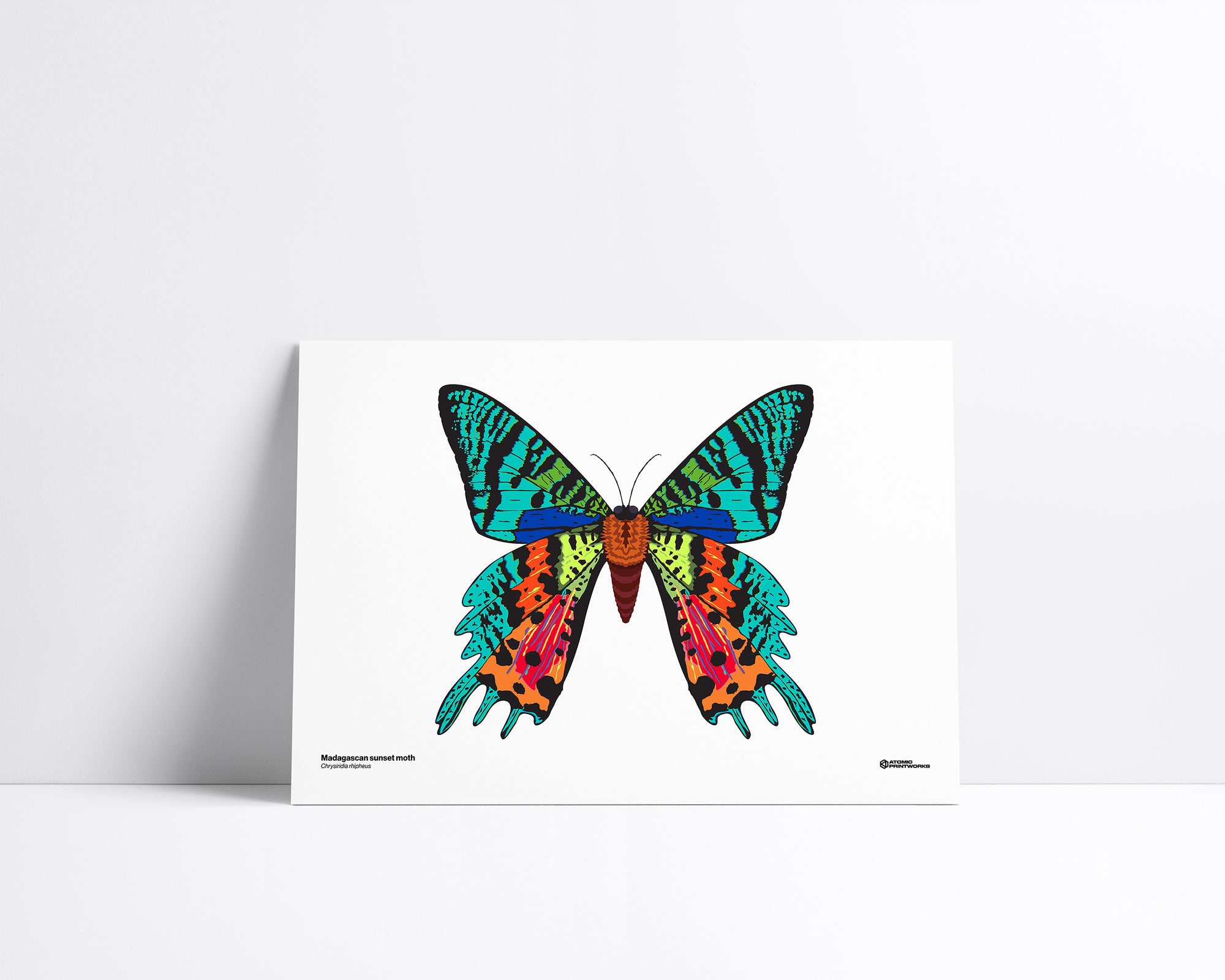 Madagascan Sunset Moth