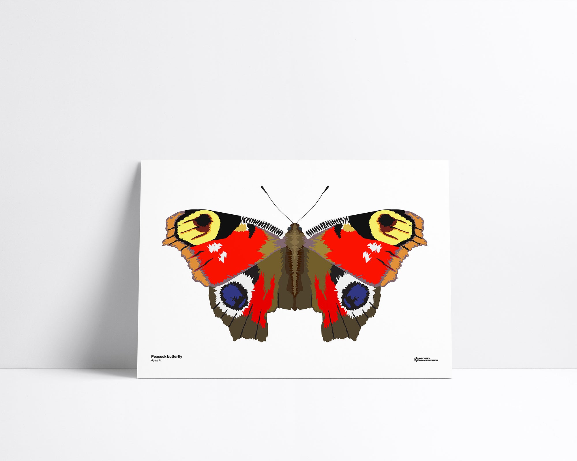 European Peacock
