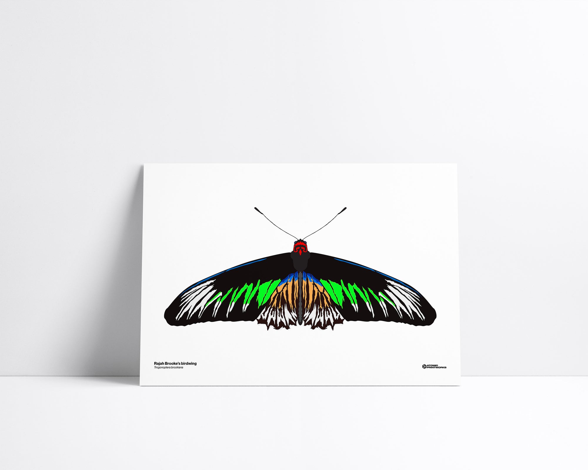 Rajah Brooke’s Birdwing