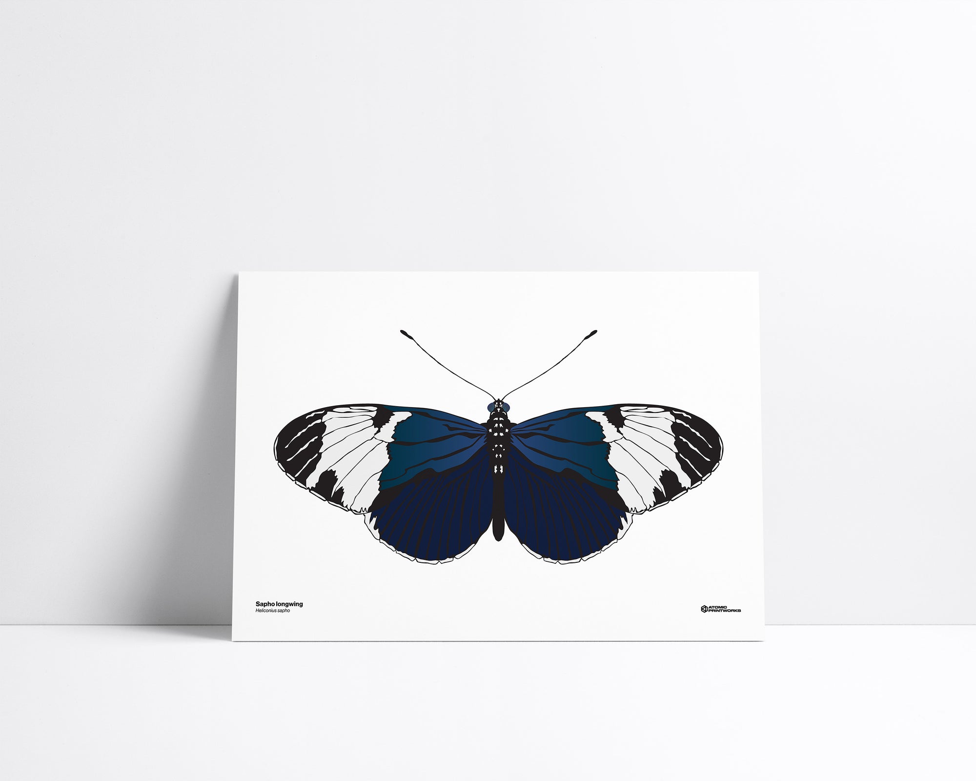 Sapho Longwing
