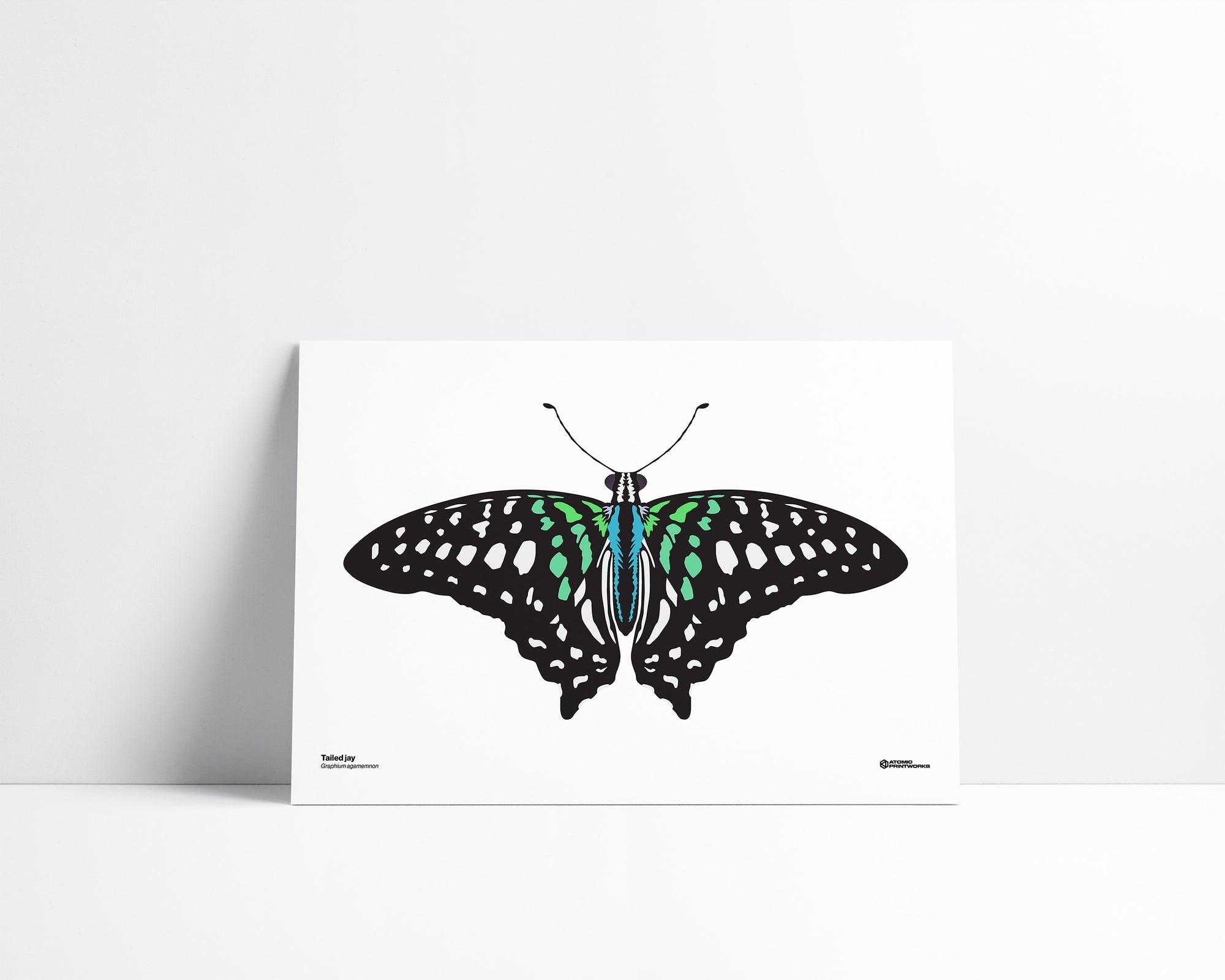 Tailed Jay
