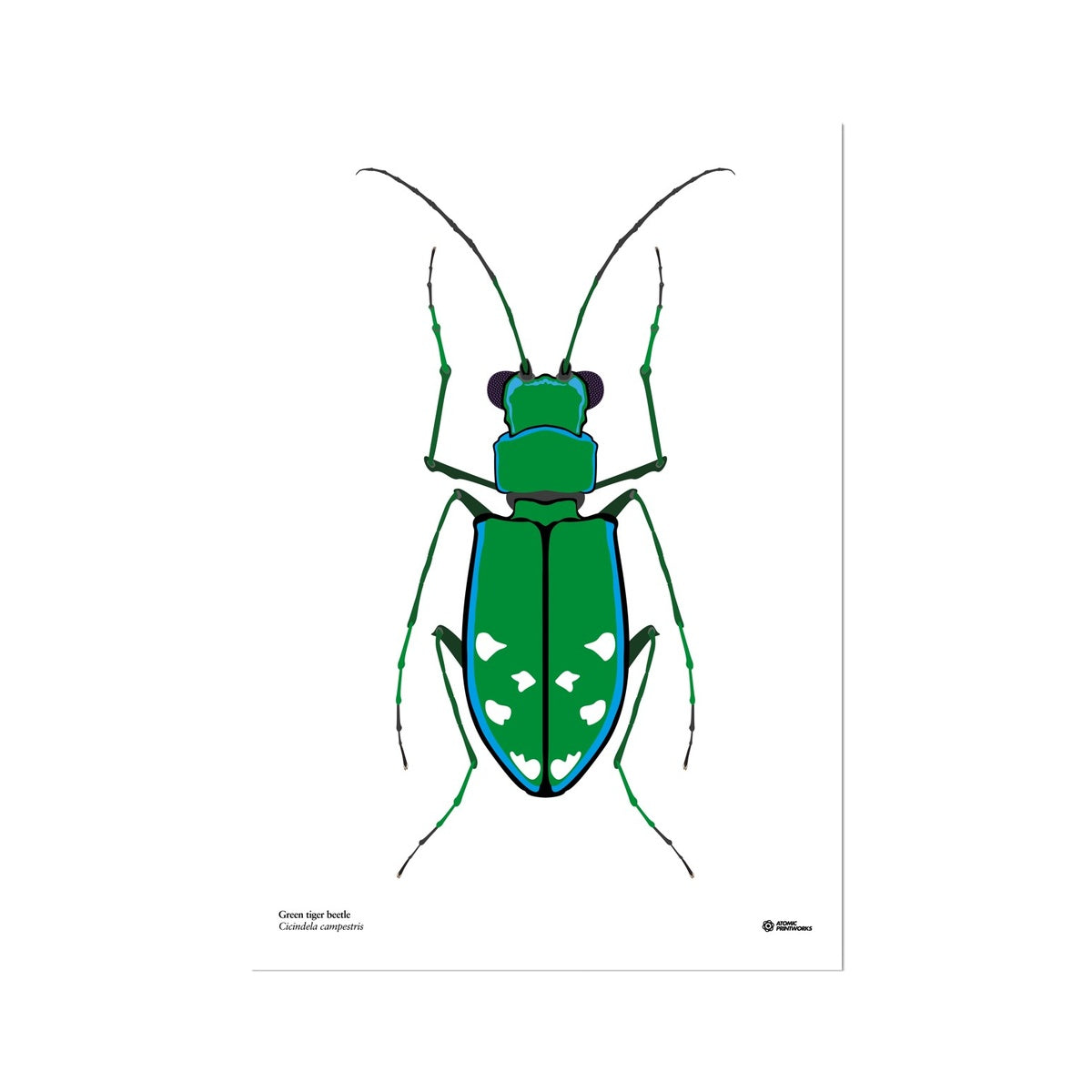 Green tiger beetle print