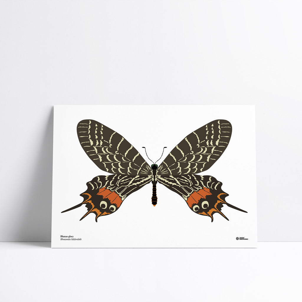 Bhutan glory butterfly print