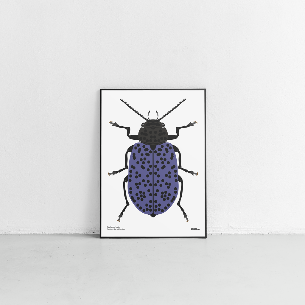 Blue fungus beetle print