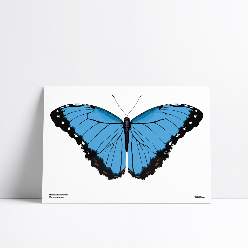 Blue morpho butterfly print