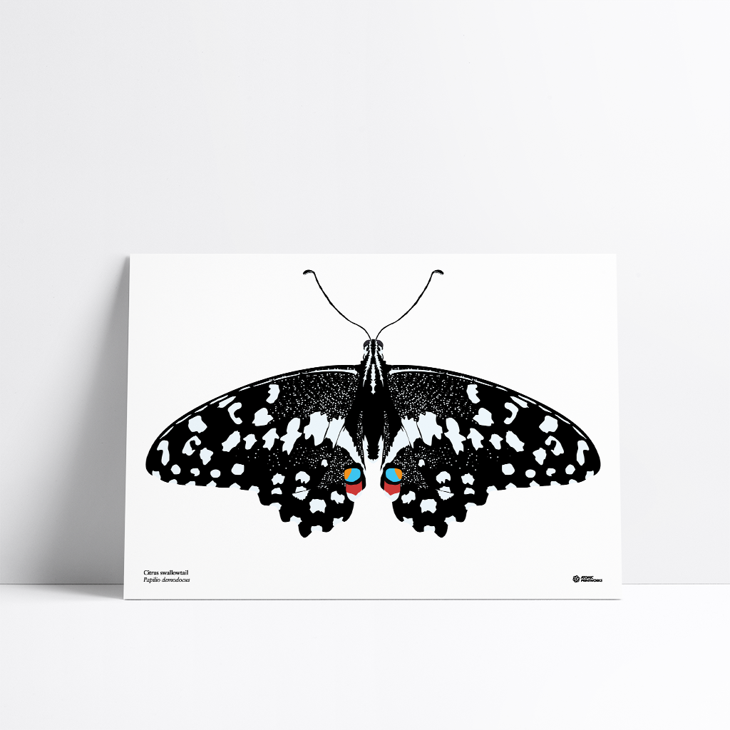Citrus swallowtail butterfly print