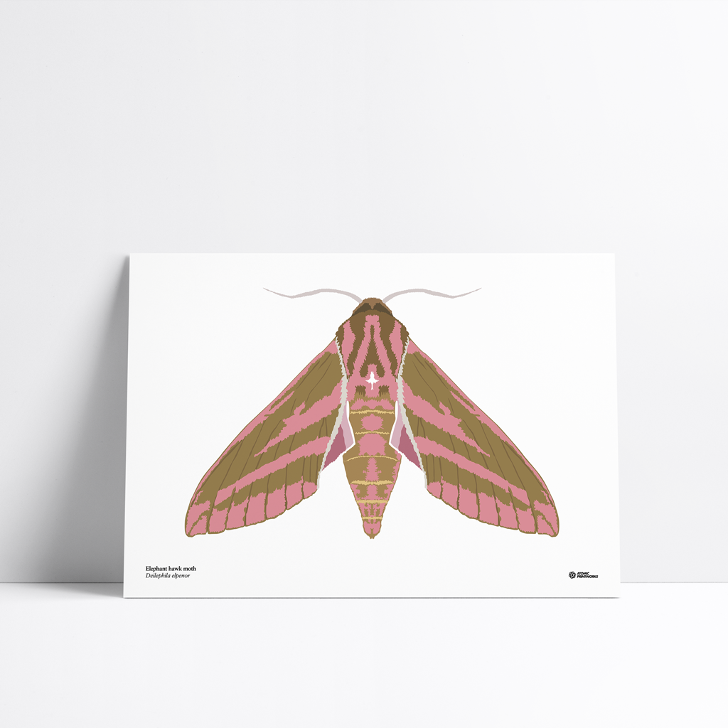 Elephant hawk moth print