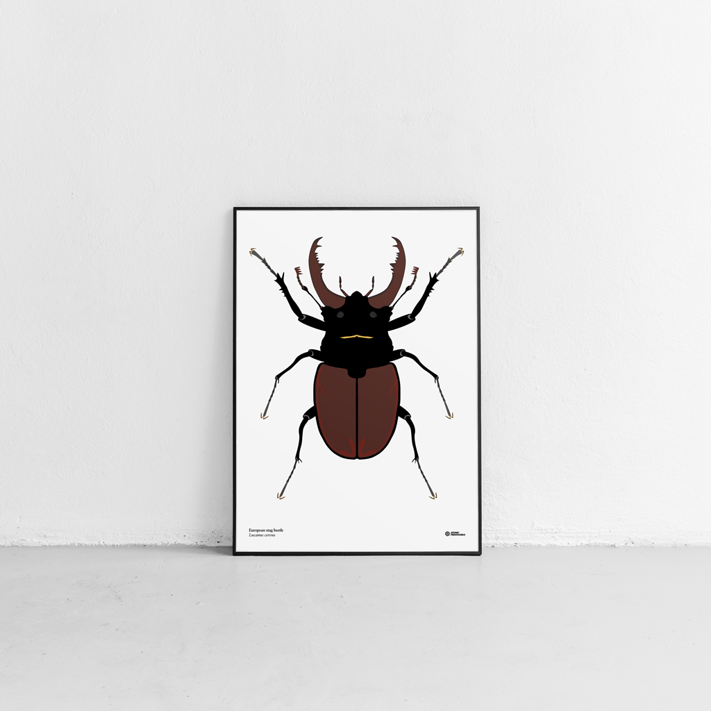 European stag beetle print