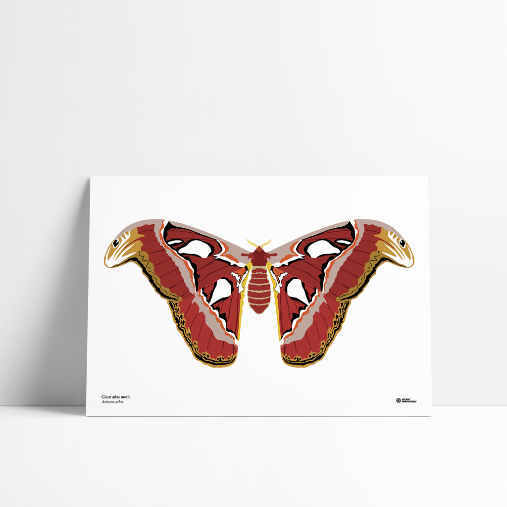 Giant atlas moth print