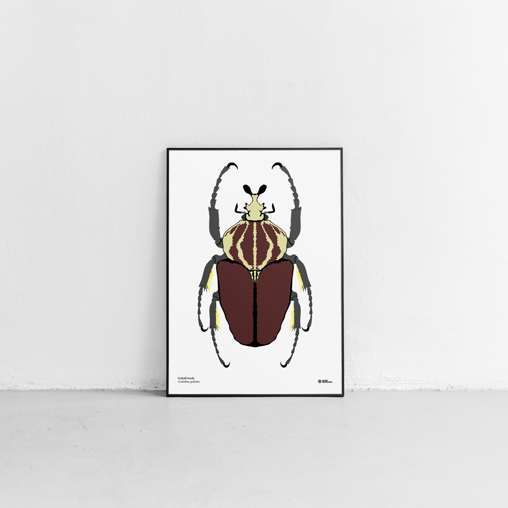 Goliath beetle print