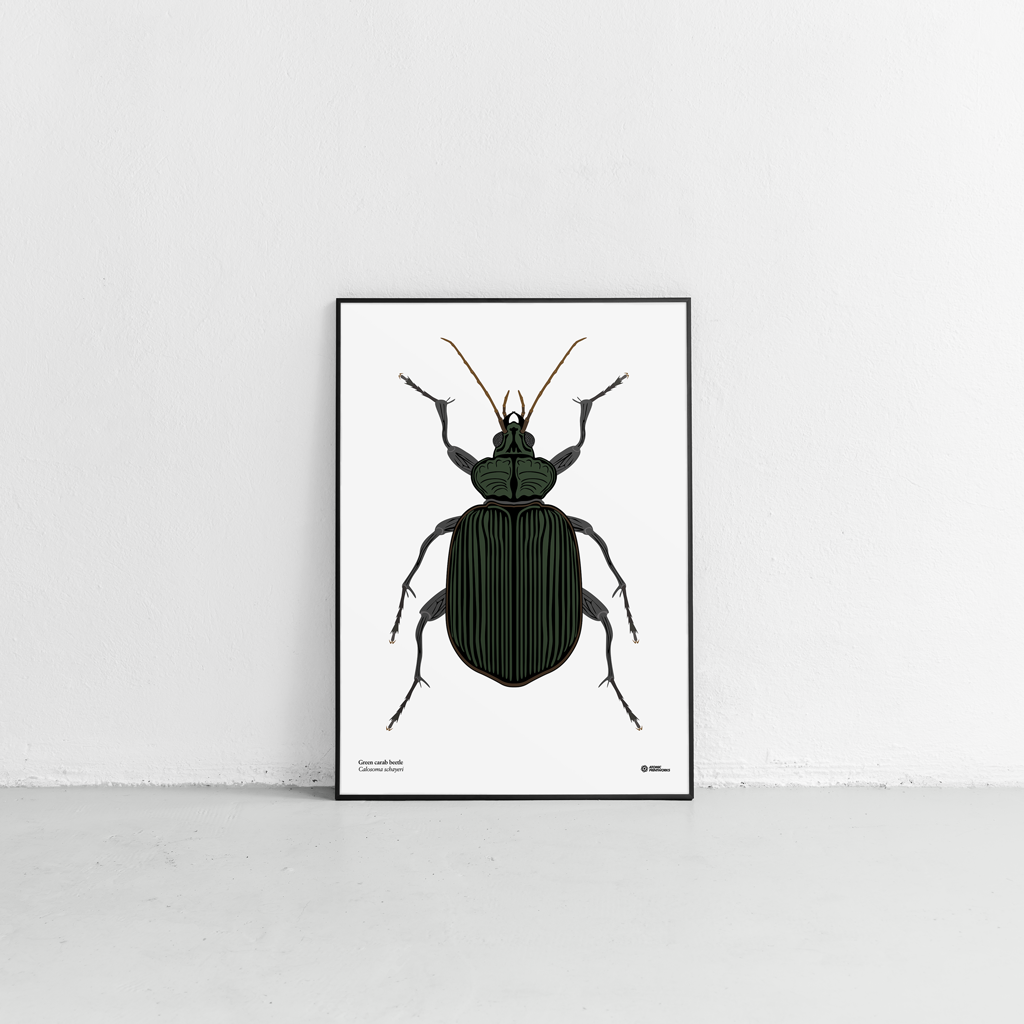 Green carab beetle print
