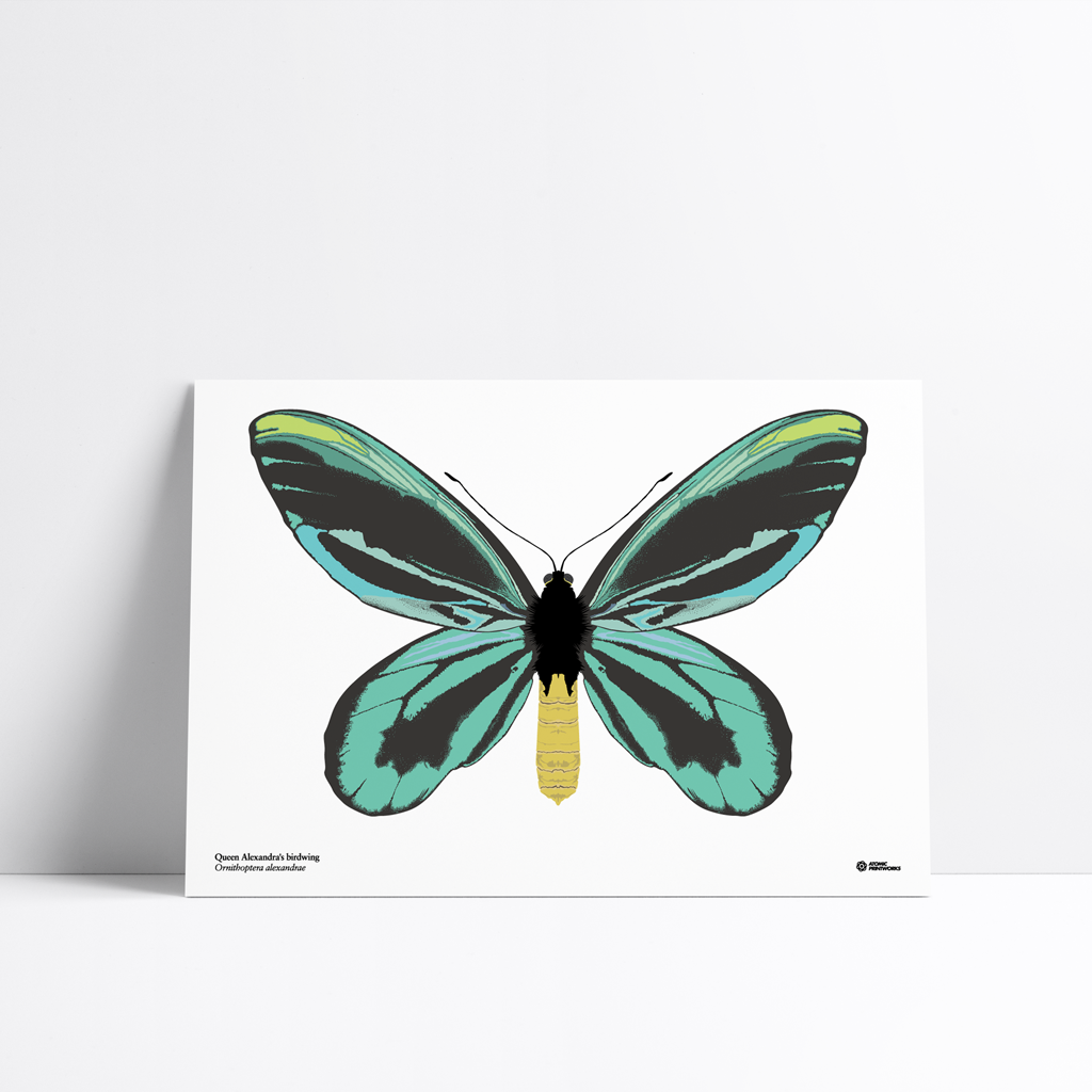 Queen Alexandra birdwing butterfly print