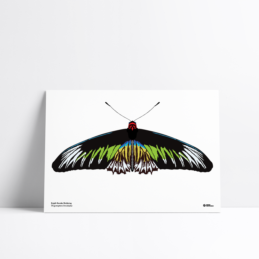 Rajah Brooke birdwing butterfly print