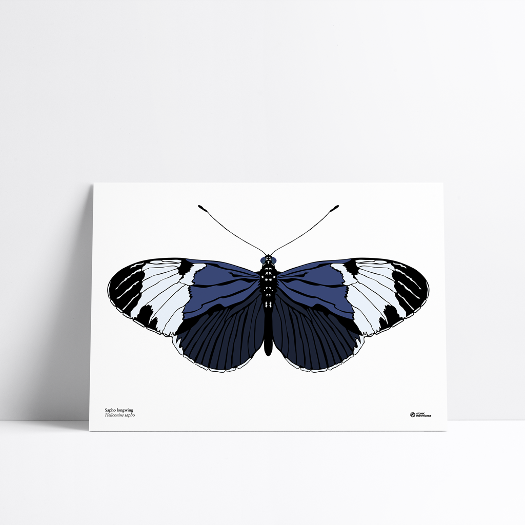 Sapho longwing butterfly print