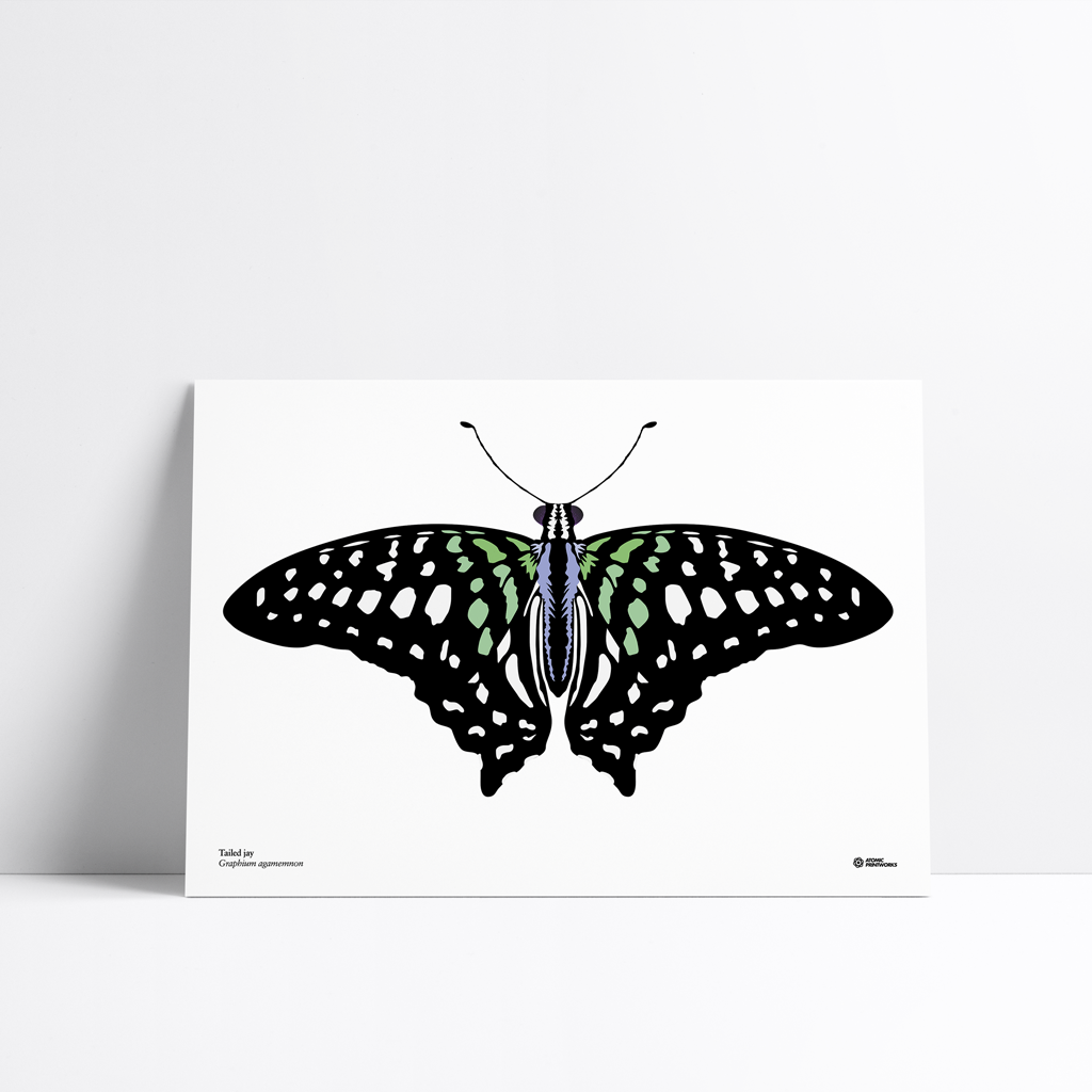 Tailed jay butterfly print