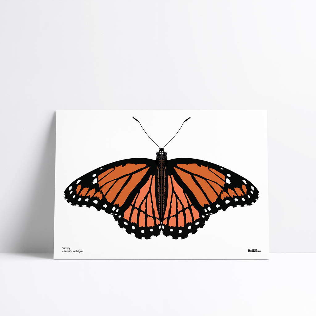 Viceroy butterfly print